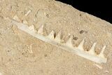 Enchodus Jaw Sections with Teeth - Cretaceous Fanged Fish #87998-3
